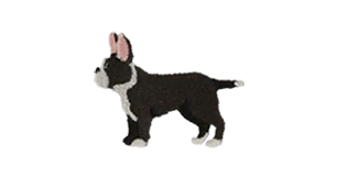 Black Frenchie