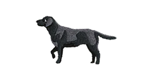 Black Lab