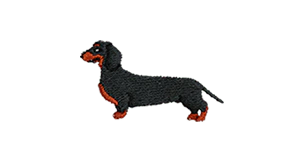 Dachshund