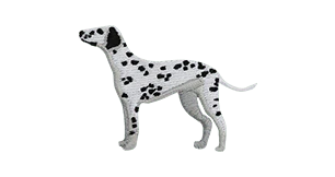 Dalmatian