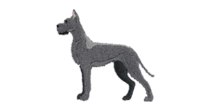 Great Dane